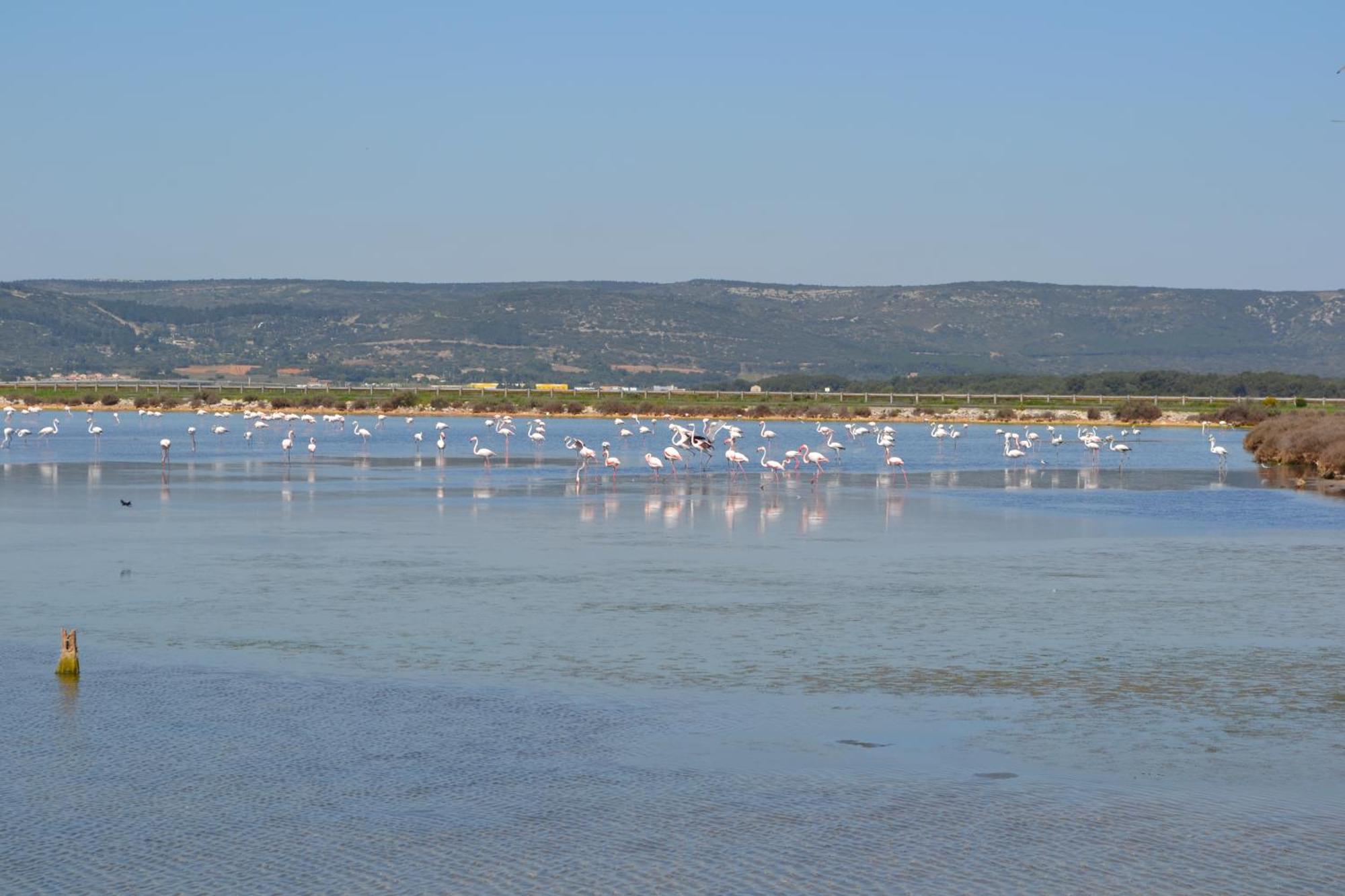 L'Aigrette Bleue Apartment Frontignan Bagian luar foto